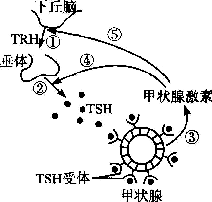 生物:五种经典复习法